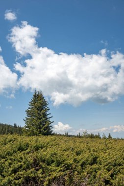 Bulgaristan 'ın Sofya Şehir Bölgesi Vitosha Dağı' ndaki Konyarnika bölgesinin bahar manzarası