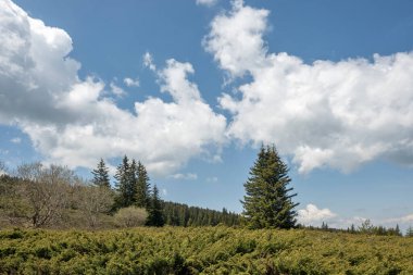 Bulgaristan 'ın Sofya Şehir Bölgesi Vitosha Dağı' ndaki Konyarnika bölgesinin bahar manzarası