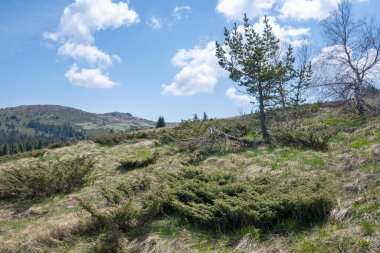 Bulgaristan 'ın Sofya Şehir Bölgesi Vitosha Dağı' ndaki Konyarnika bölgesinin bahar manzarası