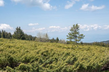 Bulgaristan 'ın Sofya Şehir Bölgesi Vitosha Dağı' ndaki Konyarnika bölgesinin bahar manzarası