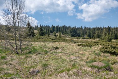Bulgaristan 'ın Sofya Şehir Bölgesi Vitosha Dağı' ndaki Konyarnika bölgesinin bahar manzarası