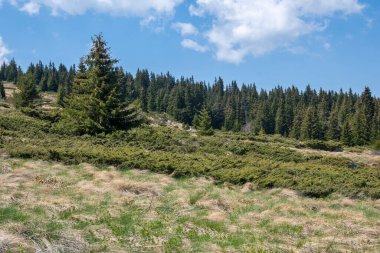 Bulgaristan 'ın Sofya Şehir Bölgesi Vitosha Dağı' ndaki Konyarnika bölgesinin bahar manzarası