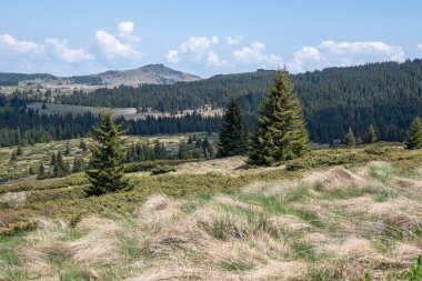 Bulgaristan 'ın Sofya Şehir Bölgesi Vitosha Dağı' ndaki Konyarnika bölgesinin bahar manzarası