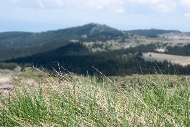 Bulgaristan 'ın Sofya Şehir Bölgesi Vitosha Dağı' ndaki Konyarnika bölgesinin bahar manzarası