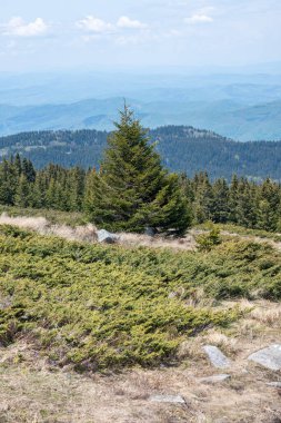 Bulgaristan 'ın Sofya Şehir Bölgesi Vitosha Dağı' ndaki Konyarnika bölgesinin bahar manzarası