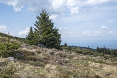 Bulgaristan 'ın Sofya Şehir Bölgesi Vitosha Dağı' ndaki Konyarnika bölgesinin bahar manzarası