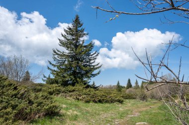 Bulgaristan 'ın Sofya Şehir Bölgesi Vitosha Dağı' ndaki Konyarnika bölgesinin bahar manzarası