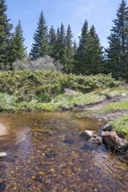 Bulgaristan 'ın Sofya Şehir Bölgesi Vitosha Dağı' ndaki Konyarnika bölgesinin bahar manzarası