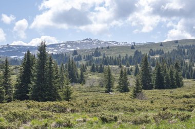 Bulgaristan 'ın Sofya Şehir Bölgesi Vitosha Dağı' ndaki Konyarnika bölgesinin bahar manzarası