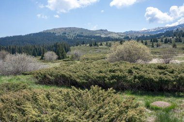 Bulgaristan 'ın Sofya Şehir Bölgesi Vitosha Dağı' ndaki Konyarnika bölgesinin bahar manzarası