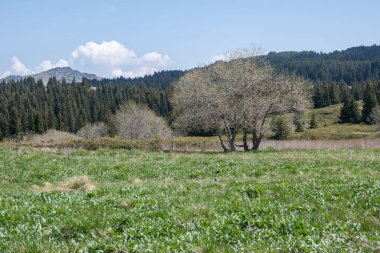 Bulgaristan 'ın Sofya Şehir Bölgesi Vitosha Dağı' ndaki Konyarnika bölgesinin bahar manzarası