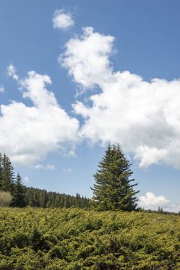 Bulgaristan 'ın Sofya Şehir Bölgesi Vitosha Dağı' ndaki Konyarnika bölgesinin bahar manzarası