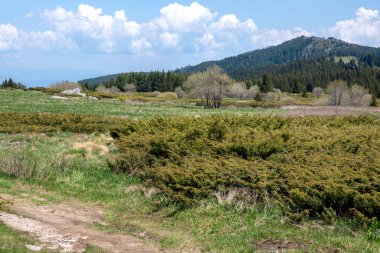 Bulgaristan 'ın Sofya Şehir Bölgesi Vitosha Dağı' ndaki Konyarnika bölgesinin bahar manzarası