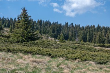 Bulgaristan 'ın Sofya Şehir Bölgesi Vitosha Dağı' ndaki Konyarnika bölgesinin bahar manzarası