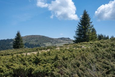 Bulgaristan 'ın Sofya Şehir Bölgesi Vitosha Dağı' ndaki Konyarnika bölgesinin bahar manzarası