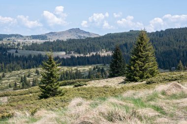 Bulgaristan 'ın Sofya Şehir Bölgesi Vitosha Dağı' ndaki Konyarnika bölgesinin bahar manzarası