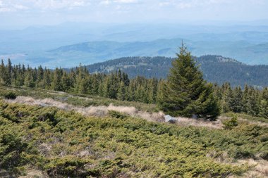 Bulgaristan 'ın Sofya Şehir Bölgesi Vitosha Dağı' ndaki Konyarnika bölgesinin bahar manzarası