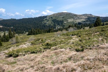 Bulgaristan 'ın Sofya Şehir Bölgesi Vitosha Dağı' ndaki Konyarnika bölgesinin bahar manzarası