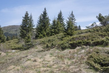 Bulgaristan 'ın Sofya Şehir Bölgesi Vitosha Dağı' ndaki Konyarnika bölgesinin bahar manzarası