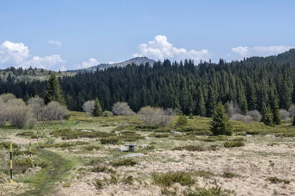 Vue Printanière Région Konyarnika Montagne Vitosha Région Sofia Bulgarie — Photo