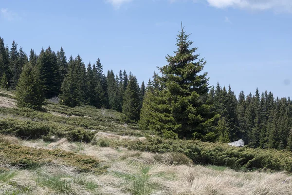 Stock image Spring view of Konyarnika area at Vitosha Mountain, Sofia City Region, Bulgaria