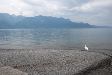 VEVEY, SWitzERLAND - 19 Haziran 2023 Vevey kasabasından Cenevre Gölü, Vaud Kantonu, İsviçre