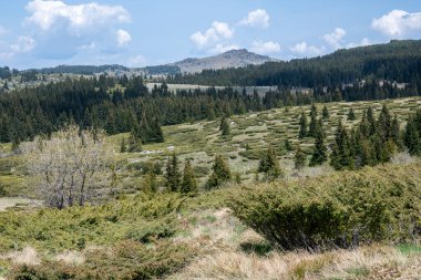 Bulgaristan 'ın Sofya Şehir Bölgesi Vitosha Dağı' ndaki Konyarnika bölgesinin bahar manzarası