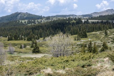 Bulgaristan 'ın Sofya Şehir Bölgesi Vitosha Dağı' ndaki Konyarnika bölgesinin bahar manzarası