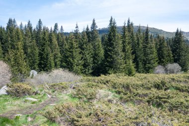 Bulgaristan 'ın Sofya Şehir Bölgesi Vitosha Dağı' ndaki Konyarnika bölgesinin bahar manzarası