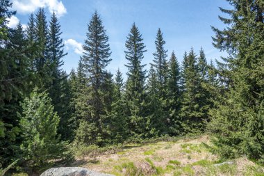 Bulgaristan 'ın Sofya Şehir Bölgesi Vitosha Dağı' ndaki Konyarnika bölgesinin bahar manzarası