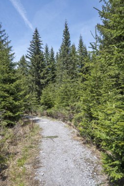Bulgaristan 'ın Sofya Şehir Bölgesi Vitosha Dağı' ndaki Konyarnika bölgesinin bahar manzarası