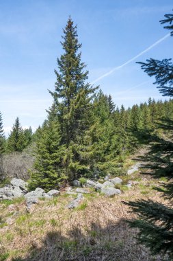 Bulgaristan 'ın Sofya Şehir Bölgesi Vitosha Dağı' ndaki Konyarnika bölgesinin bahar manzarası