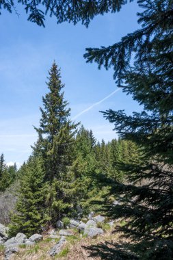 Bulgaristan 'ın Sofya Şehir Bölgesi Vitosha Dağı' ndaki Konyarnika bölgesinin bahar manzarası