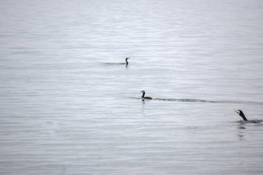 VEVEY, SWitzERLAND - 19 Haziran 2023: Vevey Kantonu, Vaud, İsviçre