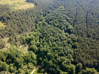 Bulgaristan 'ın Pernik Bölgesi, Kamenititsa zirvesi yakınlarındaki Erul Dağı' nın İnanılmaz Yaz Manzarası
