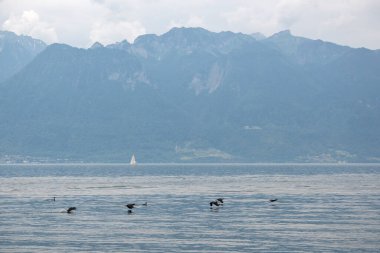 Vevey şehrinden Cenevre Gölü 'ne, Vaud Kantonu, İsviçre