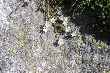 Bulgaristan 'ın Kalin zirvesi yakınlarındaki Rila Dağı' nın İnanılmaz Yaz Manzarası