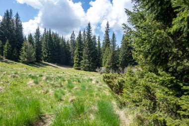 Bulgaristan 'ın Sofya Şehir Bölgesi Vitosha Dağı' ndaki Konyarnika bölgesinin bahar manzarası
