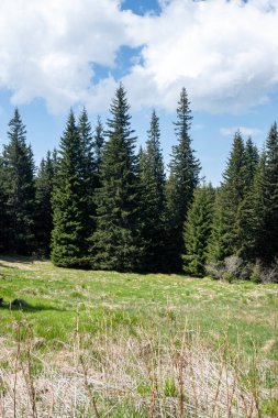 Bulgaristan 'ın Sofya Şehir Bölgesi Vitosha Dağı' ndaki Konyarnika bölgesinin bahar manzarası
