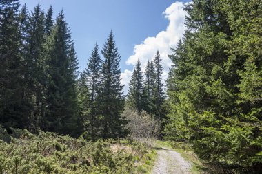 Bulgaristan 'ın Sofya Şehir Bölgesi Vitosha Dağı' ndaki Konyarnika bölgesinin bahar manzarası