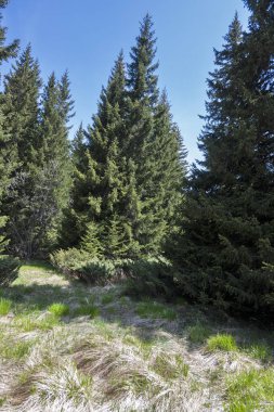 Bulgaristan 'ın Sofya Şehir Bölgesi Vitosha Dağı' ndaki Konyarnika bölgesinin bahar manzarası