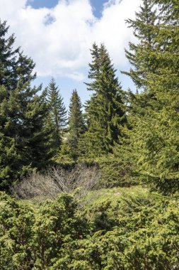 Bulgaristan 'ın Sofya Şehir Bölgesi Vitosha Dağı' ndaki Konyarnika bölgesinin bahar manzarası