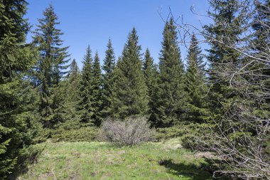Bulgaristan 'ın Sofya Şehir Bölgesi Vitosha Dağı' ndaki Konyarnika bölgesinin bahar manzarası
