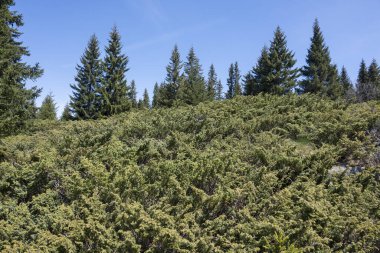 Bulgaristan 'ın Sofya Şehir Bölgesi Vitosha Dağı' ndaki Konyarnika bölgesinin bahar manzarası