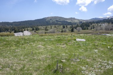 Bulgaristan 'ın Sofya Şehir Bölgesi Vitosha Dağı' ndaki Konyarnika bölgesinin bahar manzarası