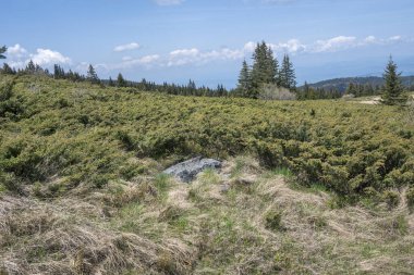 Bulgaristan 'ın Sofya Şehir Bölgesi Vitosha Dağı' ndaki Konyarnika bölgesinin bahar manzarası