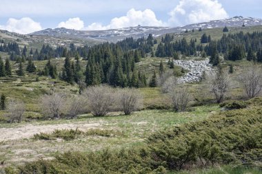 Bulgaristan 'ın Sofya Şehir Bölgesi Vitosha Dağı' ndaki Konyarnika bölgesinin bahar manzarası
