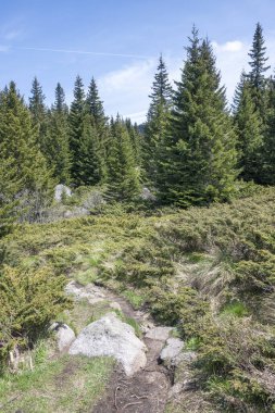 Bulgaristan 'ın Sofya Şehir Bölgesi Vitosha Dağı' ndaki Konyarnika bölgesinin bahar manzarası
