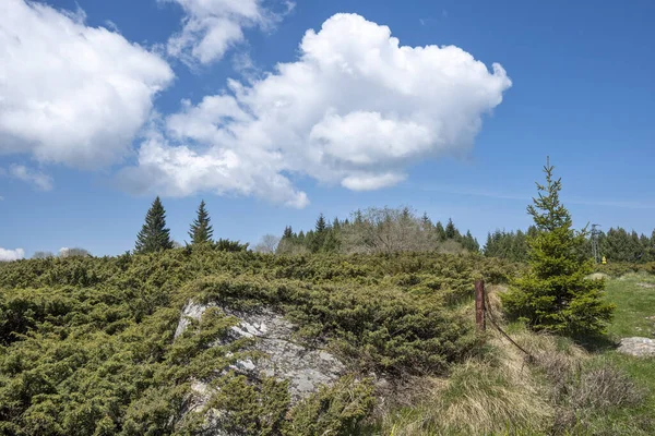 stock image Spring view of Konyarnika area at Vitosha Mountain, Sofia City Region, Bulgaria