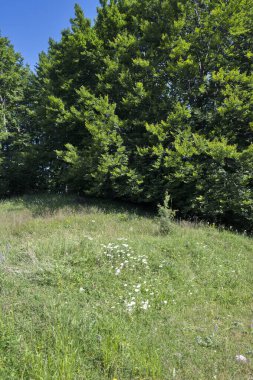 Bulgaristan 'ın Pernik Bölgesi, Kamenititsa zirvesi yakınlarındaki Erul dağının yaz manzarası